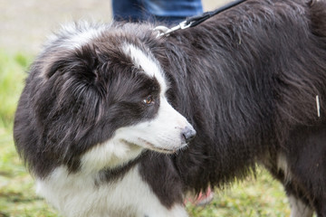Portrait of border collie outdoor in Belgium