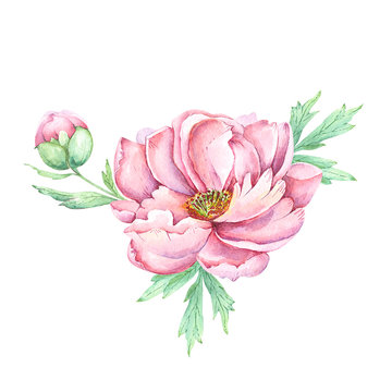 watercolor drawings flowers and buds peonies