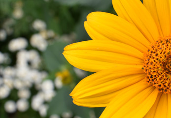 Background half oYellow daisy on a green background
