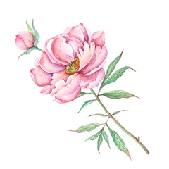 watercolor drawings flowers and buds peonies © Lana