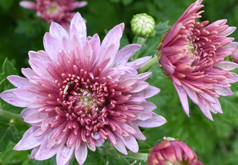 Fototapeta premium Background pink chrysanthemums