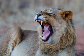 Young male lion yawning in the Kgalagadi Transfrontier Park in South Africa