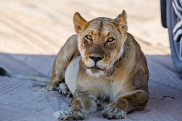 Female lion in the shade of a car in the very hot Kgalagadi Transfrontier Park in South Africa