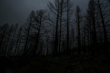 Oscuro bosque 