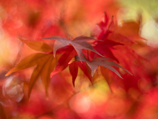 Autumn leaves