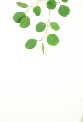 Obraz premium green eucalyptus branches on a white background.abstract. top view.abstract