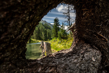 Loch in der Baumwurzel mit Panorama Aussicht und einem Spinnennetz im Turtmanthal