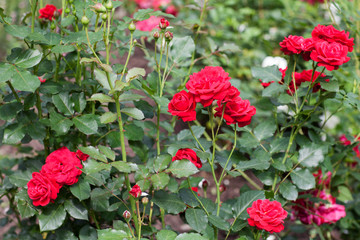 rose Bush. Floriculture. Garden. Beautiful rose