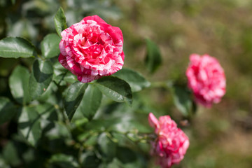 rose Bush. Floriculture. Garden. Beautiful rose