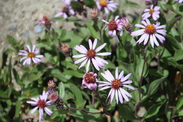 Smooth Asters, Kananaskis Country, Alberta