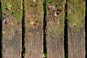Alte vergammelte mit Moos bewachsene Holzbretter als Hintergrund