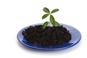 Young plant growing on the plate. New life or new beginning concept