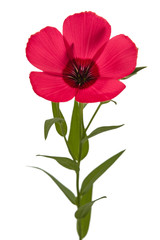Red flower of flax, isolated on white background