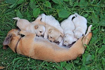 small puppies suck mother's milk