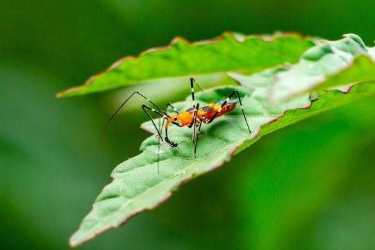 Milkweed assassin bug (Zelus longipes) feeding on small insect, closeup - Davie, Florida, USA