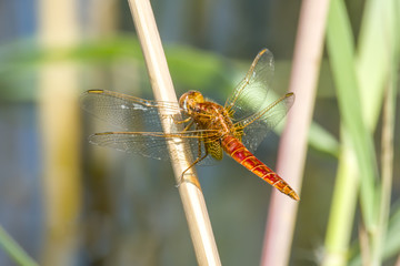 big dragonfly on the reed pond in the nature reserve