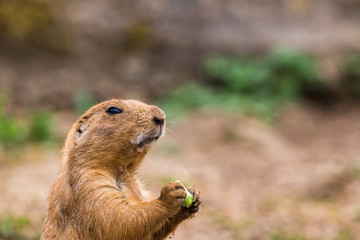 Black tailed prairie dog captured in Gloucestershire during the summer of 2018.