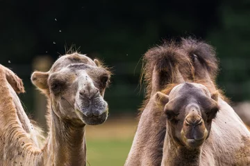 Crédence de cuisine en verre imprimé Chameau Two Bactrian camels together captured in Gloucestershire during the summer of 2018.