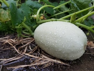 Unripened spaghetti squash on the vine with water drops on the vegetable