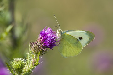white Butterfly collects nectar on a thistle flower in nature conservation area