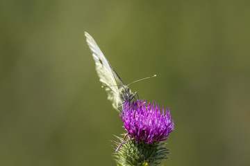 white Butterfly collects nectar on a thistle flower in nature conservation area