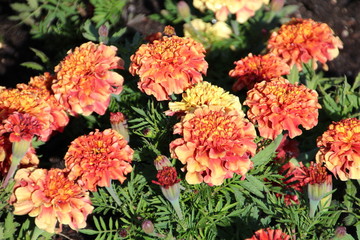 Closeup Of Marigolds, Banff National Park, Alberta