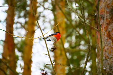 The bullfinch sits on the tree branch.