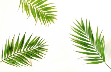 green palm branches on a white background.abstract. top view.copy space