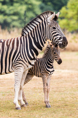 Fototapeta na wymiar A three day olf Chapmans Zebra seen by its mothers side in Gloucestershire during the summer of 2018.