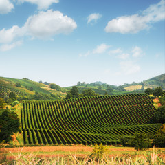 Fototapeta na wymiar Amazing rural landscape with green vineyard on Italy hills. Vine making background