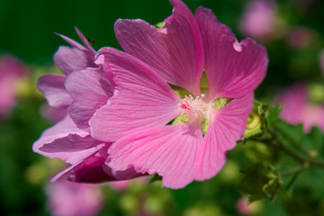 Fototapeta premium Прекрасный цветок мальвы лесной крупным планом.