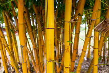 Close up of bamboo trees in garden. Selective focus.
