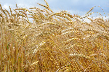 Fototapeta na wymiar Field with ears of ripe wheat