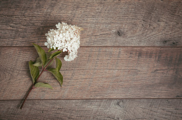 Fototapeta na wymiar Composition white hydrangea flowers on wooden boards, table background. Backdrop with copy space, flat lay, top view. Mother's, Birthday, Valentines, Women's, Wedding Day concept.