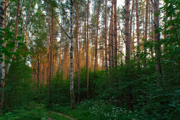 Летний лес вечером.Россия, Кострома.