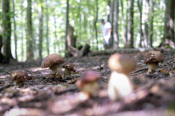 Man collect mushrooms in summer forest