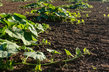 Agricalture plants and field. Pumpkin grow
