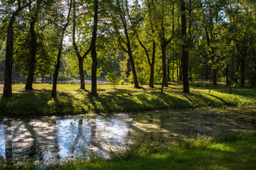 Obraz premium trees in the park near the pond are backlit