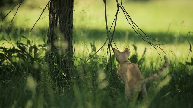 Funny Young Red Ginger Devon Rex Kitten In Green Grass. Short-haired Cat Of English Breed. Slow Motion, Slo-Mo.
