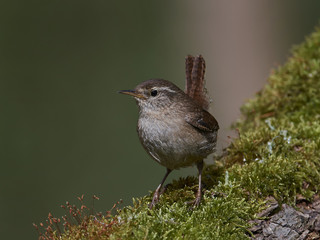 Eurasian wren (Troglodytes troglodytes)
