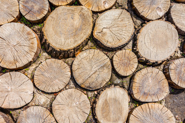 Stack of logs. Natural wooden background. Сlose up the stacks of dry woods. Wood log slice is wall.