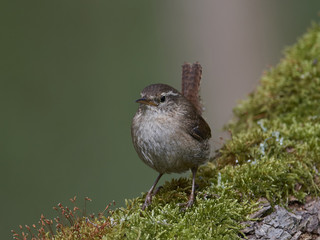 Eurasian wren (Troglodytes troglodytes)