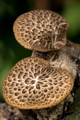 Dryad's Saddle