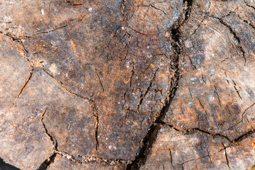 Old tree. Bark texture. Natural wood skin for the background.