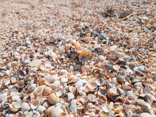 Seashell beach, close-up   / Seashells on sea beach, close-up 