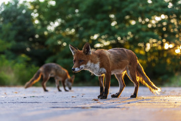 Ein Fuchspaar im Sonnenuntergang