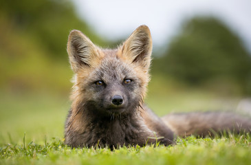 Red fox, cross colour phase. 