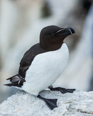 Razorbill. sea bird on rocks at the Farne Islands, Northumberland, England, UK.