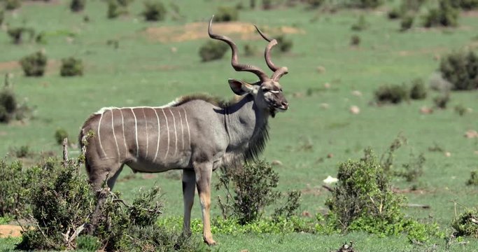 Kudu Antelope Scratching Ear