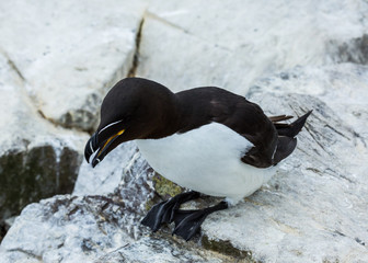Razorbill. sea bird on rocks at the Farne Islands, Northumberland, England, UK.